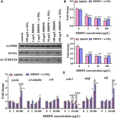 Nano-TiO2 Adsorbed Decabromodiphenyl Ethane and Changed Its Bioavailability, Biotransformation and Biotoxicity in Zebrafish Embryos/Larvae